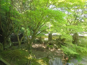 池泉観賞式庭園と新緑