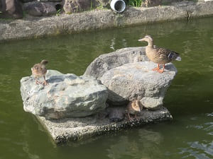 岩に乗る母鴨と子鴨