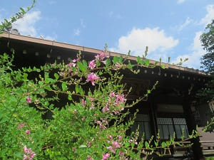 本堂の屋根と萩