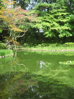 蒼龍池に映る木々の緑