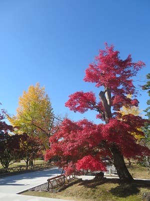 紅葉と黄葉