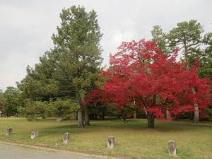 鷹司邸跡の紅葉