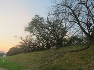 夕日に照らされた桜並木