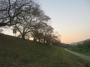 桜並木と夕焼けの空
