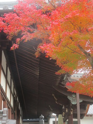 御影堂の屋根と紅葉