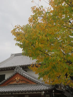 蜂須賀桜の黄葉