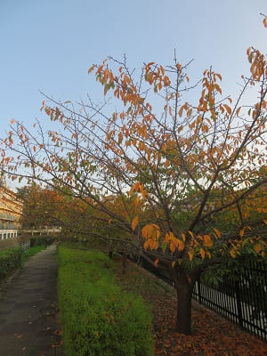 紅葉する河津桜