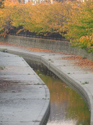 水路と河津桜