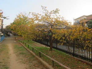 公園の河津桜