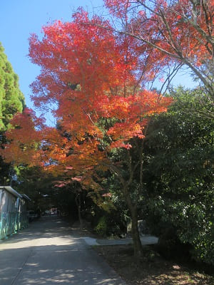 仏殿の東側の参道の紅葉