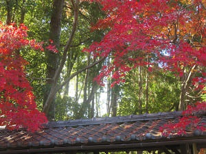 屋根と紅葉