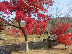小川のほとりの紅葉