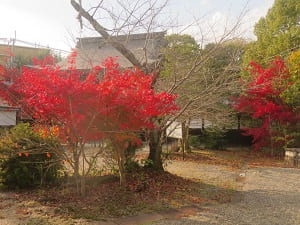 紅葉と神門