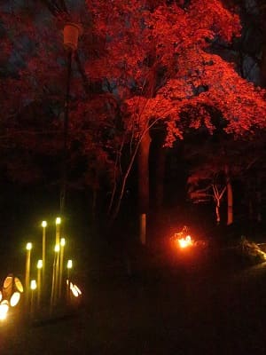 竹の灯りと紅葉