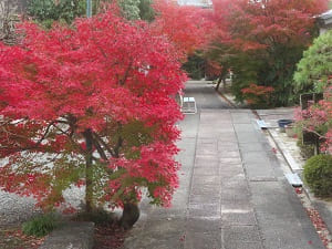 本堂から見る紅葉