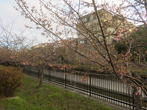 枝が目立つ河津桜