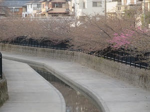 水路と河津桜の並木
