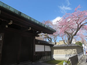 青天門と紅枝垂れ桜