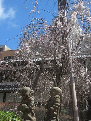 十六羅漢と枝垂れ桜