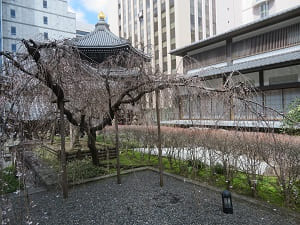 池のほとりの枝垂れ桜