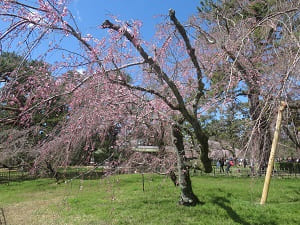 咲き始めの糸桜