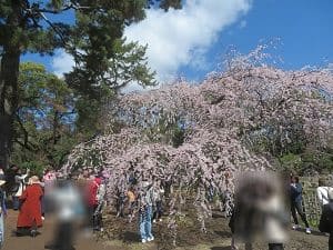 近衛池付近の糸桜