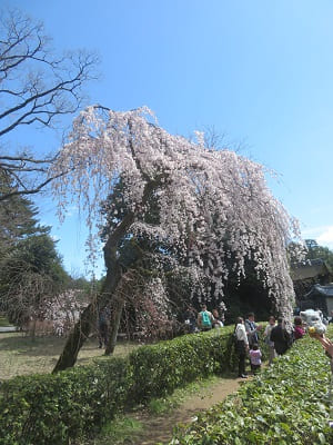青空と糸桜