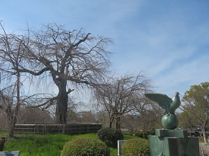 開花前の祇園枝垂れ桜