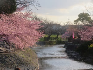 水の流れと河津桜