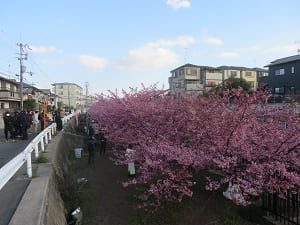 日陰の河津桜