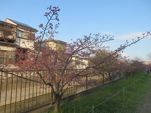 咲き始めの河津桜