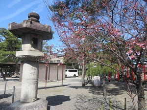 灯籠と蜂須賀桜