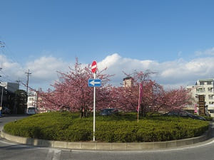 バスターミナルの河津桜