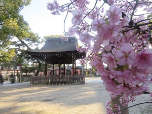 河津桜と拝殿