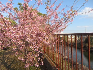 見ごろが近い河津桜