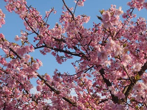 見上げる河津桜