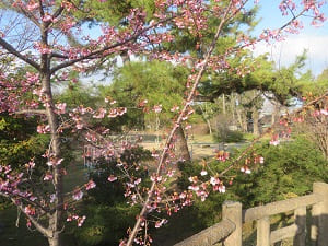 ちらほら咲きの河津桜
