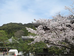 寶佛殿付近の桜