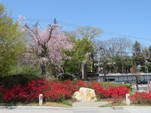 キリシマツツジと八重紅枝垂れ桜