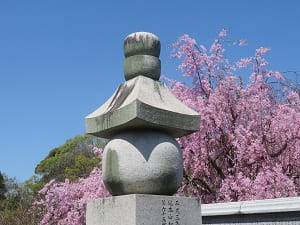 五輪塔と八重紅枝垂れ桜