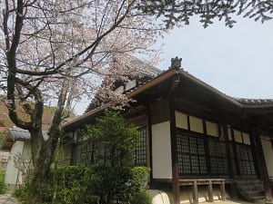本堂と山桜