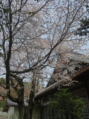 山桜と本堂の屋根