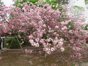 宮内庁の八重桜