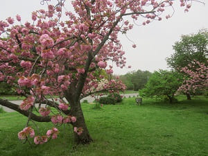 芝生と八重桜