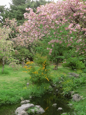 出水の小川と八重桜