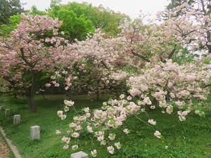 たくさんの八重桜