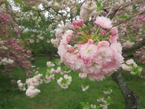 つぼみが残る八重桜