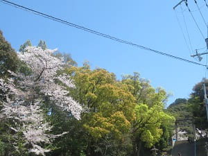 女坂の桜