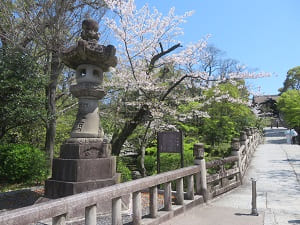 円通橋と桜
