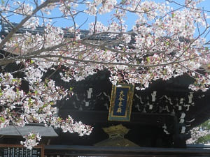 総門と桜